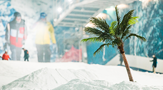 Full Park Friday - Palm Trees and Tropical Steeze