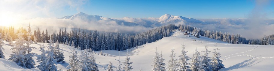 Sun shining on trees in the snowy mountains